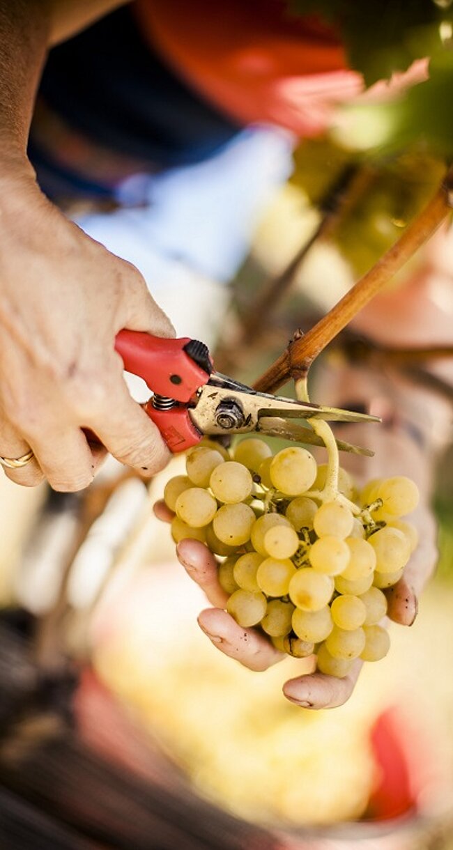 Nachhaltigkeit in Südtirol beginnt bei der Landwirtschaft