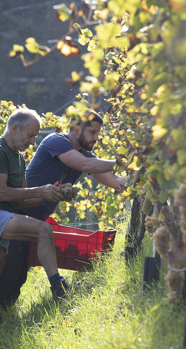 Viele der kleinen Weingüter Südtirols befinden sich in Brixen