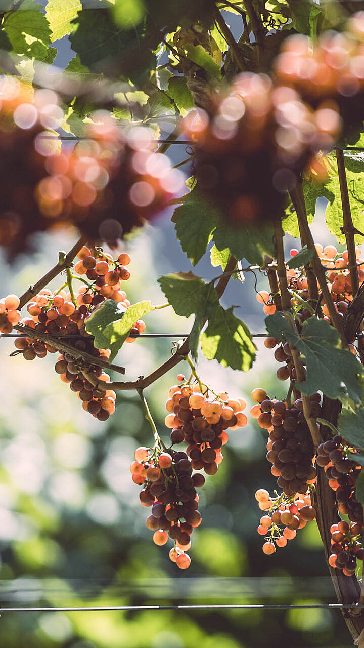 Weißweintrauben in Brixens Umgebung