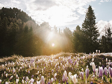 Krokusblüte Schalders