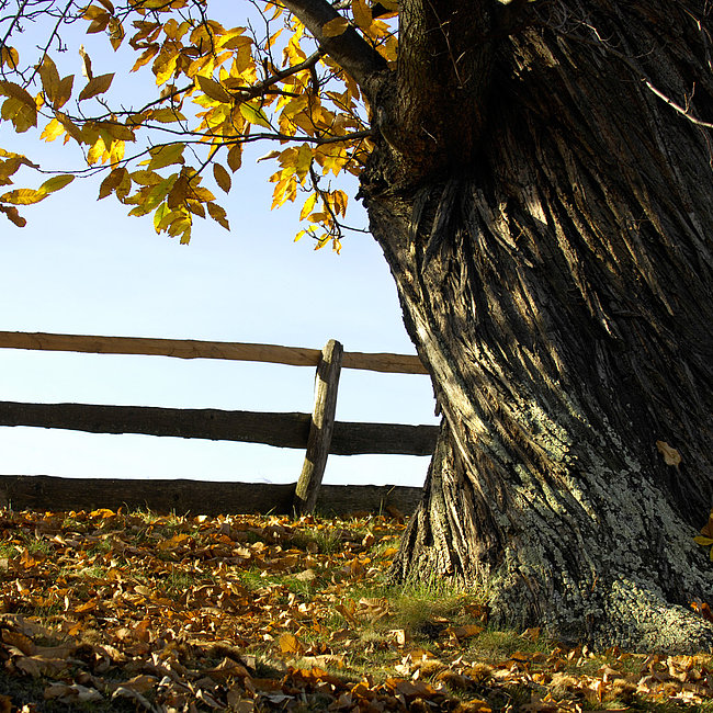 Il Sentiero del castagno a Bressanone